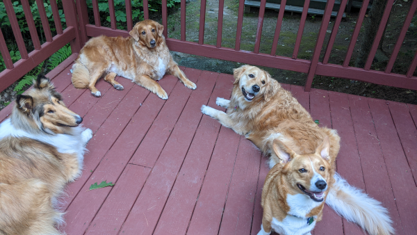 Dogs on Vacation in Maine!